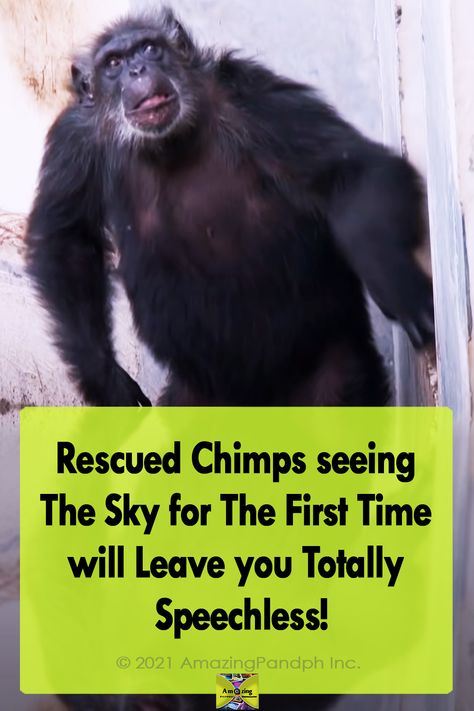 Thank God there are still good people around to take care of those poor innocent and helpless animals. #apes #monkey #chimps #rescued #animals #wild Ape Monkey, Touching Stories, Faith In Humanity Restored, Humanity Restored, Faith In Humanity, Wild Animals, Thank God, My Eyes, Good People