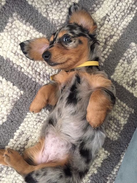 Fluffy Wiener Dog, Wiener Dog Aesthetic, Mini Daschund Puppy, Daushund Puppies, Funny Pics Of Dogs, Pics Of Dogs, Wholesome Dog, Big Dogs Breeds, Biggest Dog In The World