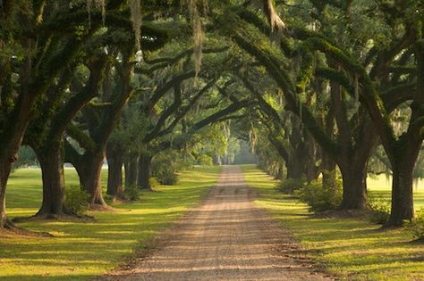 Live oaks lining driveway in St Francisville, Louisiana image #61806_09 Tree Covered Driveway, Oak Tree Photography, Dream Driveway, Lined Driveway, Driveway Entrance Landscaping, Long Driveway, Farm Road, Tree Lined Driveway, Tree Tunnel