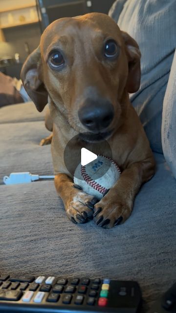 Weenie Dogs Funny, Dachshund Funny Video, Dachshund Puppy Funny, Doxie Puppies, Dog Lover Quotes, Cutest Dog Ever, Good Manners, Funny Dachshund, Miniature Dachshund