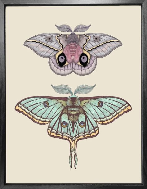 Luna Moth Tattoo, Moth Drawing, Moth Tattoo Design, Moth Illustration, Scientific Drawing, Tier Tattoo, Moth Art, Tattoos Geometric, Moth Tattoo