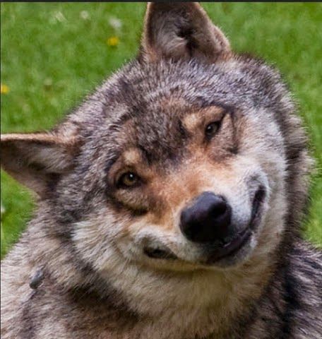 I'm Kind of Dubbing This Timber Wolf (Smiling Jack). He is so Darn Cute With That Grin! Funny Wolf, Smiling Animals, Wolf Photos, Wolf Pictures, Beautiful Wolves, Wild Dogs, Silly Animals, A Wolf, Wolf Dog