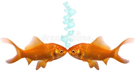 Goldfish In Love. Two goldfish kissing with heart bubbles going up , #AFFILIATE, #goldfish, #Love, #Goldfish, #bubbles, #heart #ad Nerdy Men, Baby Goldfish, Goldfish Breeding, Small Fish Pond, Goldfish Kiss, Heart Bubbles, It Goes Like This, Fish Ponds, Fish Pond