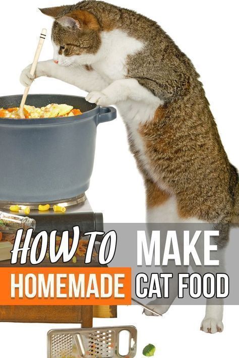 Cats Training, Training Cats, Cats Crafts, Diy Cat Food, Healthy Cat Food, Raw Cat Food Recipes, Homemade Cat Food, Cats Food, Best Cat Food