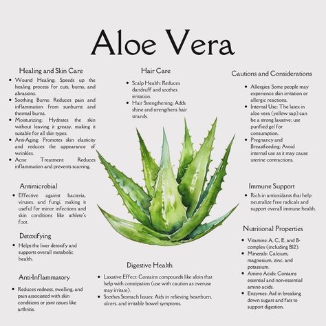 Say hello to the plant that does it all! 🌱✨ From soothing sunburns to boosting your digestive health, #AloeVera is nature’s ultimate healer. Whether you’re pampering your skin, caring for your hair, or looking for a detox ally, this versatile herb has got your back! 💚 What’s your favorite way to use aloe vera? Let us know in the comments! 👇💬 #HerbalHealing #NaturalRemedies #AloeVeraBenefits #SelfCareNaturally #PlantPower #HolisticHealth #WellnessJourney #HerbalLife #SkincareNaturally #Healt... Olive Leaf Benefits, Aloe Vera Uses, Aloe Drink, Herbal Shop, Aloe Vera Benefits, Aloe Vera For Skin, Aloe Vera Drink, Aloe Vera Skin Care, Soothe Sunburn