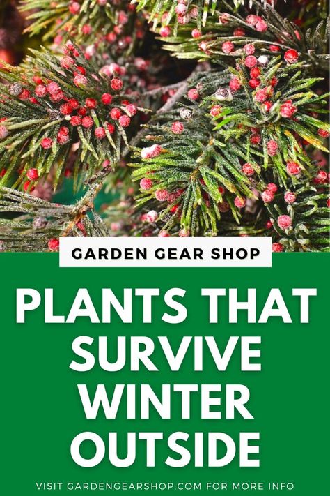 Plants That Survive Winter Outside Plants That Survive Winter, Winter Flowers Garden, Winter Outside, Survive Winter, Winter Gardening, Winter Gardens, Outside Plants, Weather Snow, Winter Planter