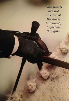 Your hands are not to control the horse but simply to feel his thoughts. - Jean Luc Cornille | Great Horse Quotes Horse Training Quotes, Equine Quotes, Horse Quote, Inspirational Horse Quotes, Horse Riding Quotes, Equestrian Quotes, Dressage Training, Training Quotes, Riding Quotes