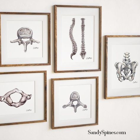 Anatomy Office Decor, Pt Office Decor, Medical Home Office, Aesthetic Chiropractor Office, Physiotherapy Office Design, Athletic Training Room Decorations, Chiropractic Wall Art, Dr Office Decor, Physical Therapy Clinic Design