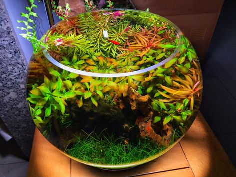 Sidehustle Ideas, Bowl Aquarium, Aqua Scaping, Shrimp Bowl, Aquarium Garden, Fish Tank Terrarium, Tropical Fish Aquarium, Indoor Water Garden, Beautiful Terrariums