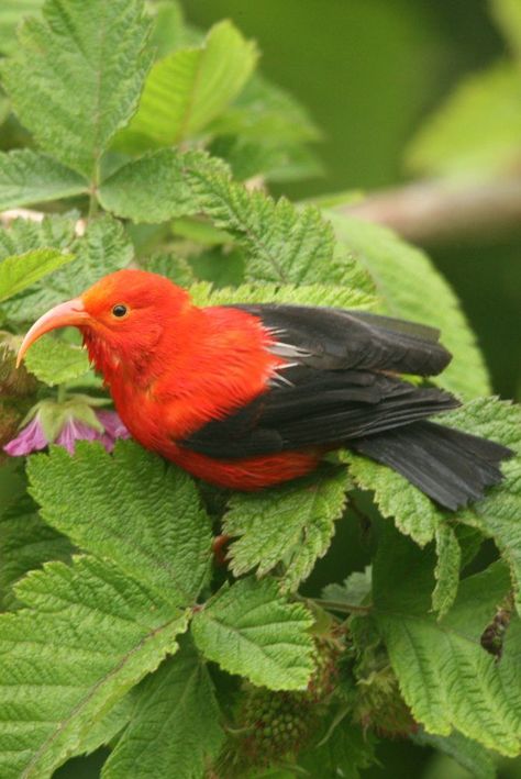 Drepanis coccinea, Hawaiian honeycreeper, 'I'iwi. A bright red Hawaiian honeycreeper of high elevation native forests on Kauai, Maui, and Hawaii Island. Very active and boisterous in the understory and forest canopy. Aggressively chases other birds from flowering trees. The long bill of the ʻiʻiwi assists it to extract nectar from the flowers of the Hawaiian lobelioids, which have decurved corollas. Vocalizations include a complex array of gurgles, chuckles and reedy notes. I'iwi Bird, Birds Of Hawaii, Hawaii Animals, Hawaiian Honeycreeper, Underwater Home, Hawaiian Birds, Hawaii Fish, Hawaiian Plants, Underwater House