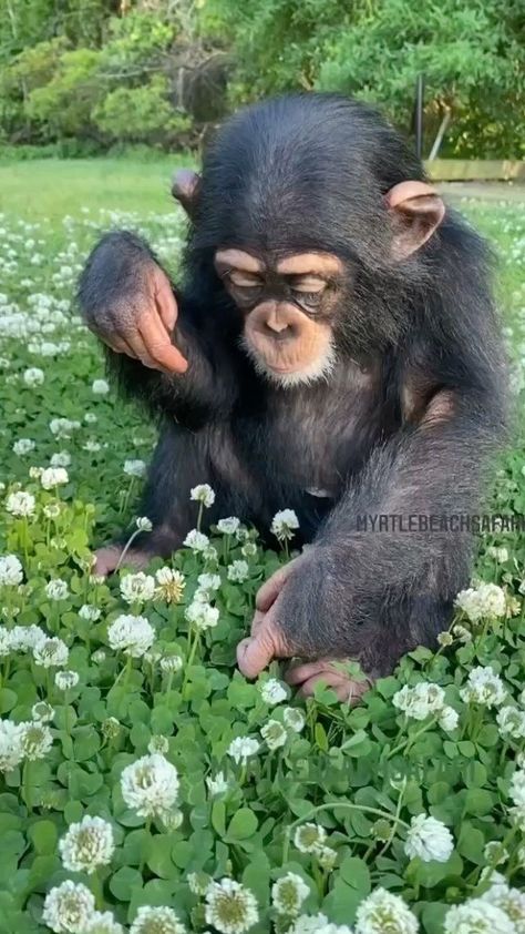 Baby Chimpanzee, Art Test, Animal Magic, Bad Attitude, Monkeys Funny, Cute Monkey, Monkey Business, Baby Monkey