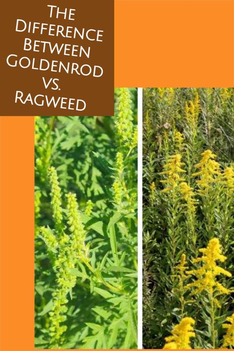 Golden Rod Benefits, Herb Preservation, Gardening Knowledge, Goldenrod Flower, Medicinal Wild Plants, Natural Medicines, Foraging Recipes, Medicinal Herbs Garden, Homesteading Ideas