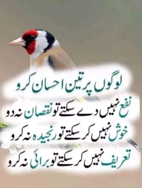 Queen Quotes Funny, Savvy Quotes, Urdu Quotes Images, Good Day Messages, Inspirational Life Lessons, Impress Quotes, Funny Animals With Captions, Poetry Photos, Rose Flower Pictures