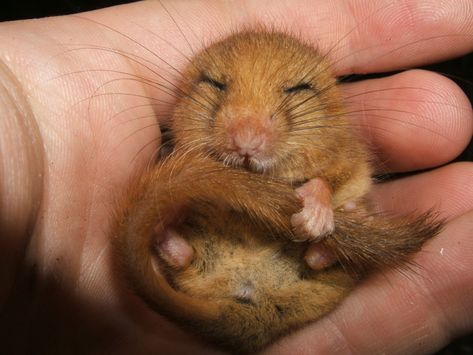 Dormouse sleeping!! =) #CutenessOverload Communal Living, Types Of Cats, British Wildlife, Outdoor Classroom, Art Gallery Wallpaper, Animal Sketches, Grade 2, Yurt, Cuteness Overload