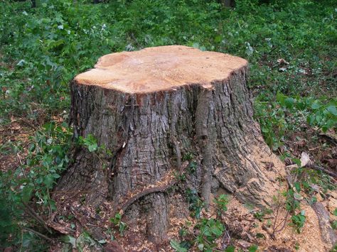 Tree Stump Aesthetic, Tree Stump Photography, Tree Stump Reference, Rocks Reference, Mother Bird, Land Clearing, Gcse Art, Big Tree, Aesthetic Desktop Wallpaper