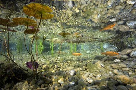 Underwater Pond, Garden Activity, Garden Activities, Water Lilly, Under The Surface, Water Life, Nature Water, A Pond, Perfect Garden