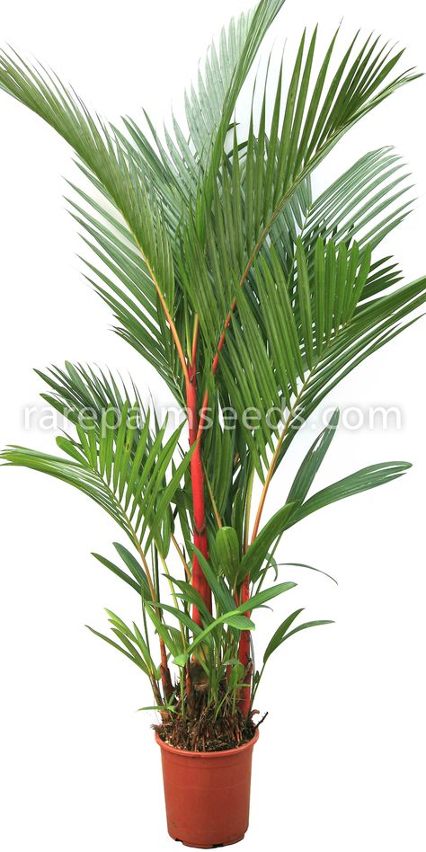 Lipstick Palm Tree, Cyrtostachys Renda, Lipstick Palm, Palm Tree Types, Palm Trees Landscaping, Tropical Landscape Design, Potted Palms, Tropical Garden Design, Tropical Beauty