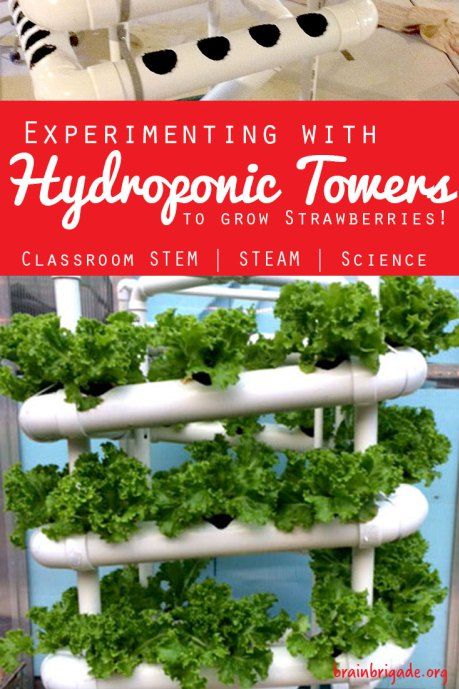 STEM STEAM Science Hydroponics - Growing hydroponic plants in your middle school science classroom Hydroponic Gardening Diy, Hydroponic Strawberries, Hydroponics Gardening, Grow Strawberries, Modern Gardens, Hydroponic Garden, Indoor Vegetables, Future Library, Stem Ideas