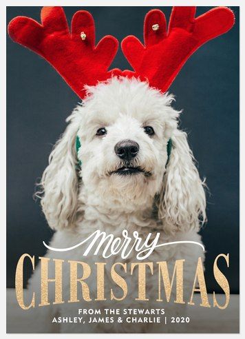 Vintage Greeting - photoaffections.com Dog Christmas Cards, Photography Release Form, Pet Holiday Cards, Pet Christmas Cards, Personalized Holiday Cards, Dog Christmas Card, Dog Photo, White Dog, Pet Holiday