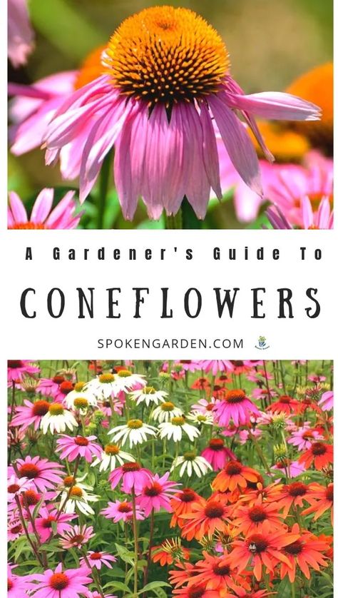 Coneflower Garden Ideas, Planting Coneflower Seeds, Growing Perennials From Seed, Echinacea Varieties, Coneflower Care, Coneflower Garden, Colorado Flowers, Garden Perennials, Long Blooming Perennials