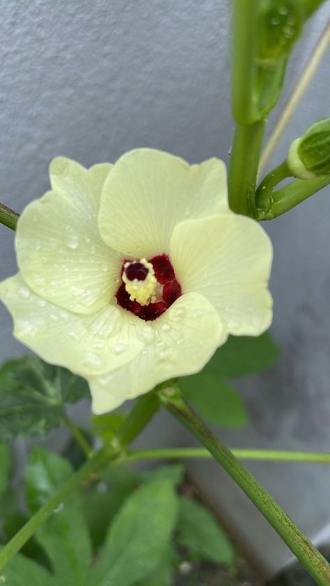 Okra Tattoo, Okra Flower, Growing Okra, Okra Plant, Plant Box, Okra, Hibiscus, Beautiful Flowers, A Photo