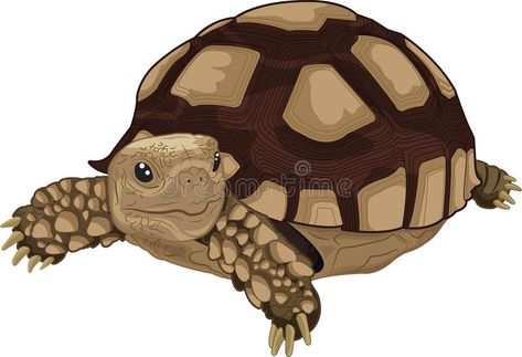 Sulcata tortoise. Illustration of Sulcata land tortoise , #AD, #tortoise, #Sulcata, #land, #Illustration #ad Tortoise Art Illustration, Tortoise Drawings, Tortoise Doodle, Cute Tortoise Drawing, Tortoise Sketch, Tortoise Painting, Tortoise Cartoon, Tortoise Illustration, Land Illustration