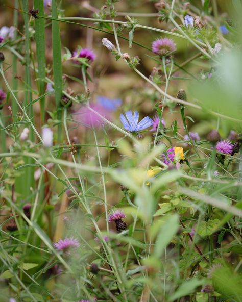 I love this time of year - ripening fruit and berries, seed heads forming, delicate light, the smell of damp earth. There’s still an abundance of flowers to press and plenty of gardening to do, but I can feel myself starting to slow down, reflecting the rhythm of the changing seasons and the gentle meandering of my surroundings. Photography by @j.h.o.l.l.a.n.d #slowliving #latesummergarden #seasonalliving #autumniscoming #wellbeing Surroundings Photography, My Surroundings, Seed Heads, Late Summer, Changing Seasons, Slow Down, Seeds, Fruit, Flowers