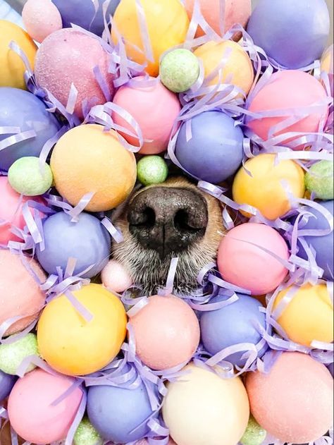 Get your dog’s Easter gift bag ready! 🌈 From fruit and vegetable snacks, to fish snacks, to chicken snacks... PAWUP is providing rich and fresh choices! 🐰 Shop now on Amazon or our website! 🎁🛒 #PAWUP #DogLovers #dogtreats #pets #petlover #dog #doglife #doglover #dogmemes #memes #puppy #puppylife #dogfriend #dogbud #dogfans #dogstagram #dogsofinstagram #dogoftheday #weeklyfluff #doghealth Spring Dog Photoshoot, Easter Dog Photoshoot, Easter Dog Photos, Easter Dogs, Pet Photography Poses, Pet Photography Business, Puppy Photoshoot, Dog Noses, Dog Easter