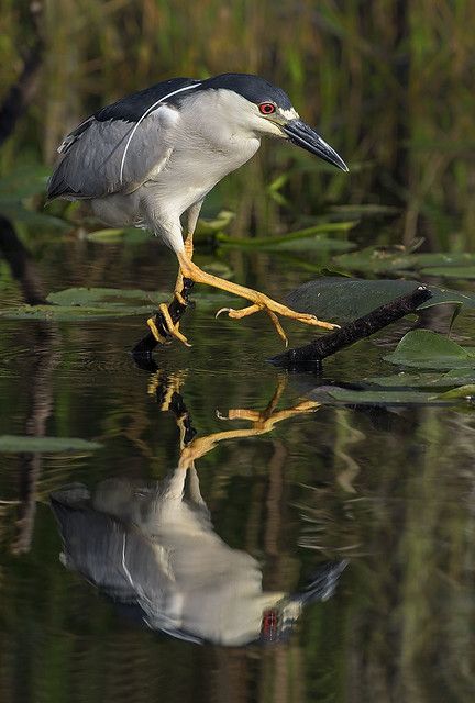 Black Crowned Night Heron- Nycticorax nycticorax- fishing,… | Flickr Night Heron, Everglades National Park, Dove Bird, Black Crown, Sea Life, National Park, National Parks, Fishing, Birds