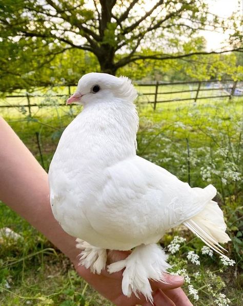 Pet Dove Aesthetic, White Birds Aesthetic, Pretty Pigeon, Tattoo Pigeon, Farrow And Ball Pigeon, Pigeon White, Pigeon Drawing, Funny Pigeon, Pigeon Tattoo