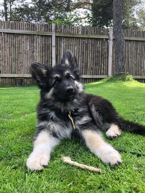 Shiloh German Shepherd, Shiloh Shepherd Puppies, Shiloh Shepherd Puppy, Shilo Shepherds, Shiloh Shepherd Dog, Native American Dog, Baby German Shepherds, Shiloh Shepherd, Puppy Breath