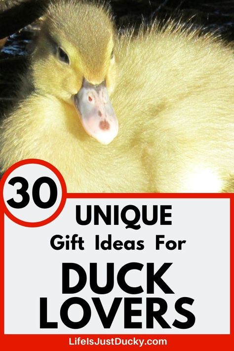 Do you know someone who loves ducks? What do you buy them that they would just love? Here are 30 gift ideas for duck lovers to make your gift buying so easy. Get the best presents - duck lover gifts. Backyard Homesteading, Raising Ducks, Duck And Ducklings, Best Presents, Bird Treats, Duck Gifts, Chicken Life, Backyard Flocks, Baby Facts