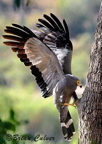 African Harrier-Hawk African Harrier Hawk, Wing Reference, Harrier Hawk, 4 Dragons, Flying Pose, Dinosaur Reference, Animal Poses, Raptors Bird, Akhal Teke Horses