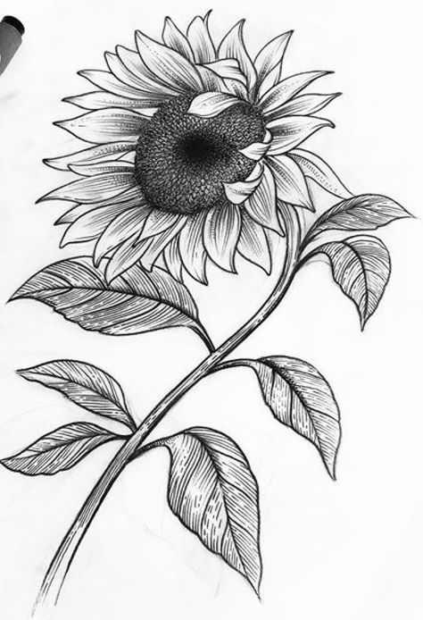 Sunflower Drawing Pencil, Sunflower Sketches, Sunflower Coloring Pages, Pencil Drawings Of Flowers, Sunflower Drawing, Sunflower Tattoos, Flower Art Drawing, Flower Sketches, Sunflower Tattoo