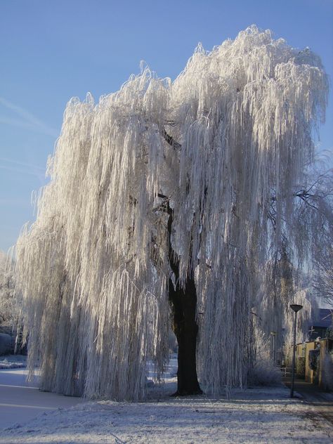 Willow Trees Garden, Weeping Trees, Wisteria Tree, Weeping Willow Tree, Pretty Trees, Weeping Willow, Winter Scenery, Willow Tree, Nature Aesthetic