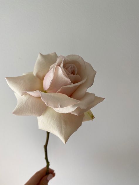 Neutral Roses, Sahara Rose, Beige Roses, Sugar Flowers Tutorial, Wafer Paper Flowers, Blossom Garden, Aesthetic Roses, Rose Stem, Wedding Cakes With Flowers