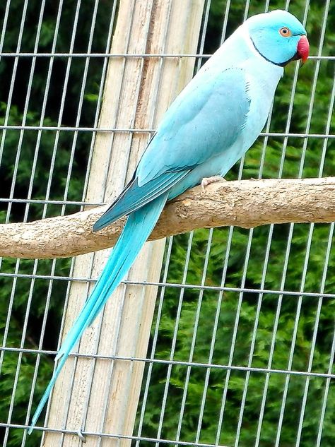 blue indian ring necked parakeet | Angie & Chris Pye | Flickr Indian Ring Neck, Ring Necked Parakeet, Indian Ringneck, Indian Ring, Ring Neck, Indian Rings, Parrot, Birds, Ring