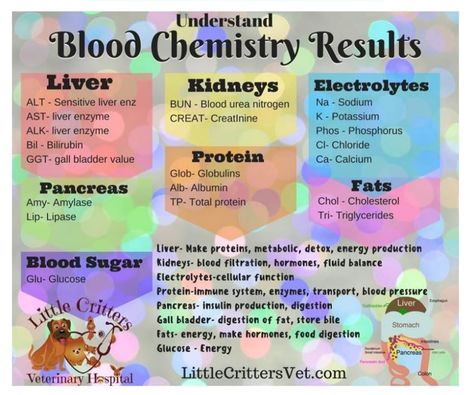 Pet Blood Chemistry Panel Explanation Veterinarian Technician, Nursing Labs, Vet Tech School, Veterinary Tech, Vet Tech Student, Vet Technician, Veterinary Assistant, Vet Medicine, Medical Student Study