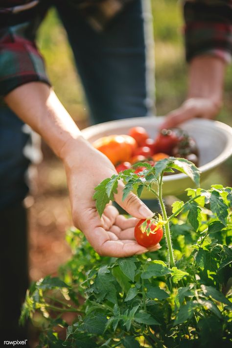 Picking fresh tomatoes | premium image by rawpixel.com / Ake Grow Tomatoes Indoors, Growing Tomato Plants, Grow Tomatoes, Tomato Plant, Tortellini Soup, Red Tomato, Tomato Garden, Cave Paintings, Garden Photography