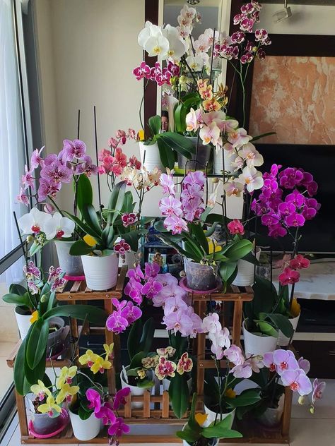 Orchid Aesthetic, Orchid Growing, Orchid Plant Care, Rose Flower Photos, Orchid Collection, Diy Garden Fountains, Inside Plants, Garden Mini, Garden Crafts Diy