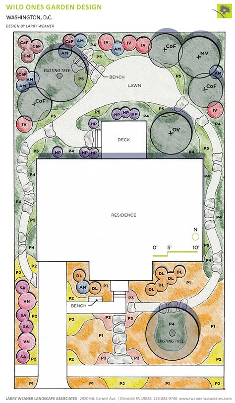 Plant Landscape Design, Pollinator Garden Design, Small Scale Gardening, Winterberry Holly, Native Plant Landscape, Plant Landscape, Asclepias Tuberosa, Persian Garden, Native Plant Gardening