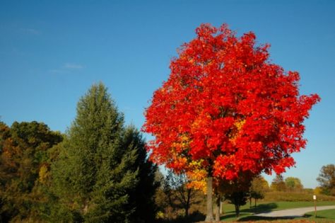 6 secrets of the Canada red maple tree October Glory Maple Tree, October Glory Maple, Maple Tree Varieties, Red Sunset Maple, Autumn Blaze Maple, Acer Rubrum, Red Maple Tree, Tree Identification, Tree Inspiration