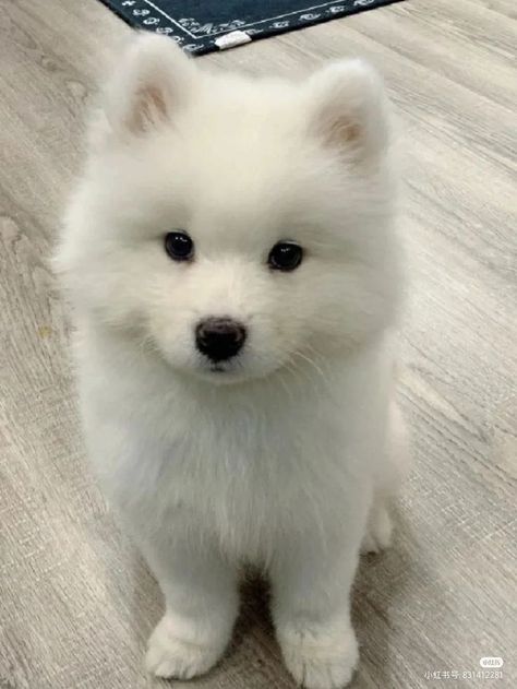 Cute Aesthetic Dogs, Cute Puppies Pics, Blonde Husky, Puppy Beauty, White Fluffy Puppies, Cute Animal Pics, Funny Dog Pics, Dog Drawing Reference, Cute White Puppies