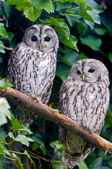 Two gray owls | I like how these two owls sit together! Two Owls, Misty Morning, Owl Pictures, Gray Owl, Beautiful Owl, Owl Bird, All Birds, Owl Art, Cute Animal Pictures