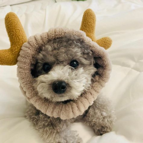 Taeyeon Instagram @zero.taeyeon Taeyeon Zero, Zero Taeyeon, Taeyeon Instagram, Zero Dog, Silver Poodle, Silly Dogs, Toy Poodle, Girls Generation