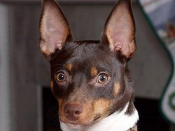 Rat Terrier Puppies, Rat Terrier, Small Terrier, Rat Terrier Dogs, Manchester Terrier, Cute Rats, Rat Terriers, Fox Terrier, Rodents