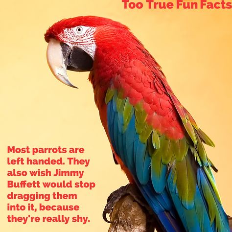 Animal Fun Fact #1 for July 25.  Too True Fun Fact is your Pinterest home for Canadian fun fact and trivia parody. Comedy in the finest tradition. Birds Wallpaper Hd, Parakeet Care, Parakeet Cage, Bird Barn, Fun Facts About Animals, Macaw Parrot, Colorful Parrots, Bird Care, Bird Wallpaper