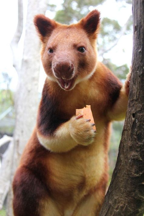 Turns Out Tree-Kangaroos Exist, And It's Impossible To Scroll Down This List Without Smiling #Kangaroos Coolest Animals, Tree Kangaroo, Singapore Zoo, Artsy Photography, Australian Wildlife, Rare Animals, Australian Animals, Weird Animals, Animal Tattoos