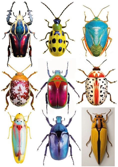 Beetle Art, Cool Insects, Cool Bugs, Bug Art, Beautiful Bugs, Insect Art, Best Tattoo Designs, Arte Inspo, Bugs And Insects