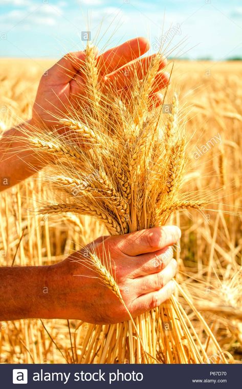 Wheat Harvest, Mercedes Wallpaper, Nature Iphone Wallpaper, Miniature Photography, Fields Of Gold, Bread Roll, The Good Shepherd, Wheat Fields, Jesus Pictures